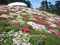Enchanting a curve of Azalea Hill and a cirbular Crystal Hall.Azaleas will be at their best in the latter part of November.