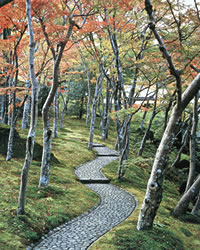 Maple trees turning in autumn, which make a beautiful contrast with the green of the moss. Colored leaves in autumn will be at their best in the middle of November.