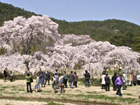 When cherry trees are in full bloom, the Kannou-kai (appreciating cherry blossoms) is held every year. Heiankyo is crowded with many people then.