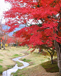 Heiankyo deeply impresses us especially in autumn when trees aflame with red and yellow.