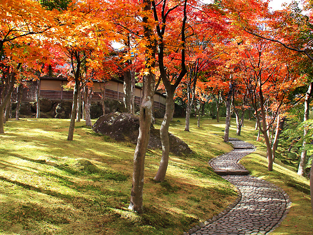 苔庭の紅葉