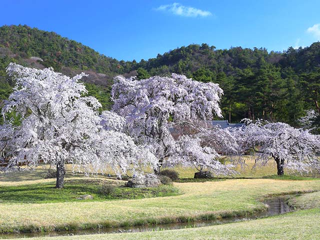 しだれ桜