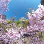 瑞雲郷桜山のしだれ桜