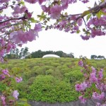 八重桜と水晶殿